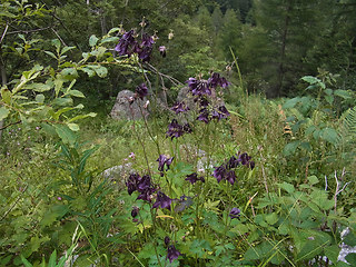 Aquilegia atrata