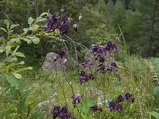 Aquilegia atrata