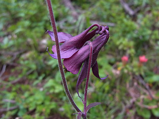 Aquilegia atrata