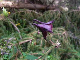 Aquilegia atrata