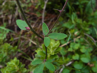 Aquilegia atrata