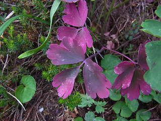 Aquilegia atrata