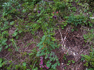 Aquilegia atrata