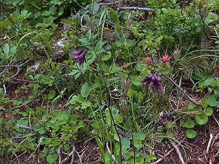 Aquilegia atrata