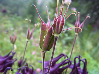 Aquilegia atrata