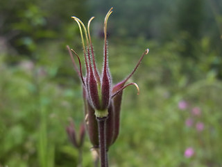 Aquilegia atrata