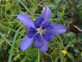 Aquilegia einseleana