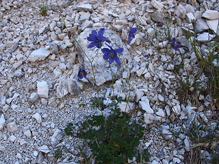 Aquilegia einseleana