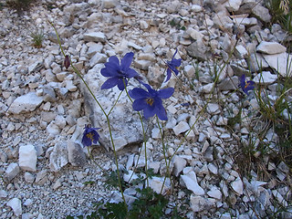 Aquilegia einseleana