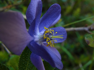 Aquilegia einseleana