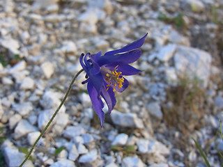 Aquilegia einseleana