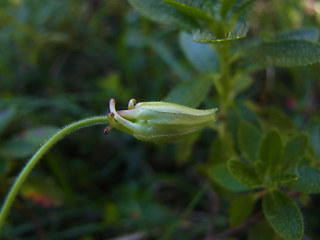 Aquilegia einseleana