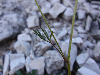 Aquilegia einseleana