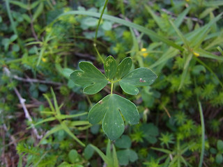 Aquilegia einseleana