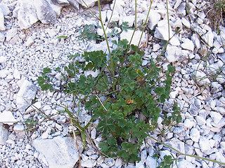 Aquilegia einseleana