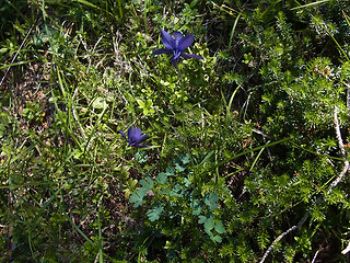 Aquilegia einseleana