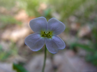 Arabidopsis arenosa