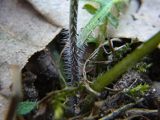 Arabidopsis arenosa