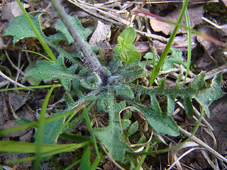 Arabidopsis arenosa