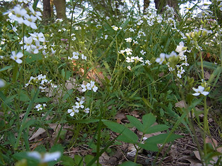 Arabidopsis arenosa