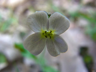 Arabidopsis arenosa