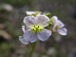 Arabidopsis arenosa