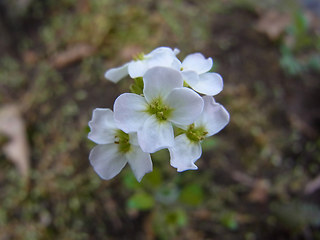 Arabidopsis arenosa