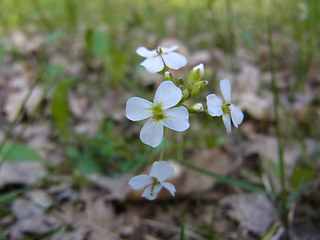 Arabidopsis arenosa