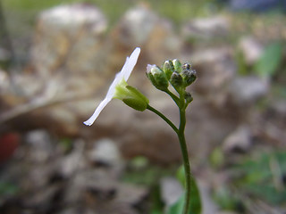 Arabidopsis arenosa