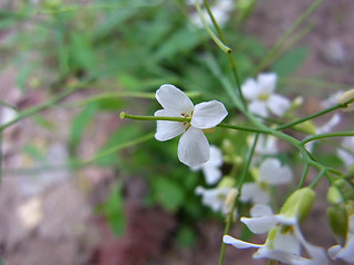 Arabidopsis arenosa