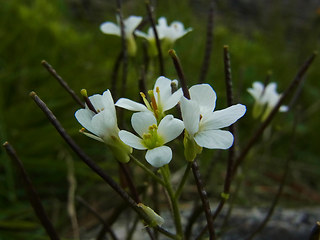 Arabis alpina