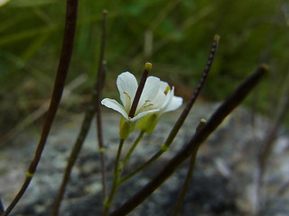 Arabis alpina