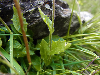 Arabis alpina