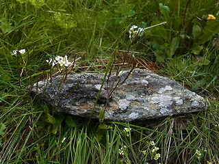 Arabis alpina