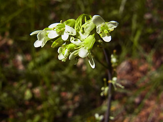 Arabis glabra