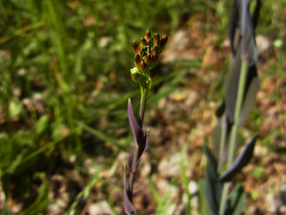 Arabis glabra