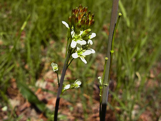 Arabis glabra