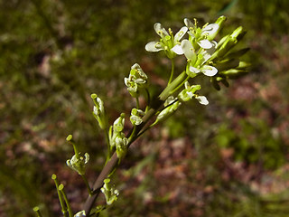 Arabis glabra