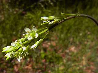 Arabis glabra