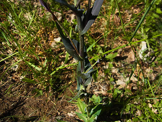 Arabis glabra