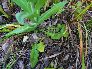 Arabis glabra