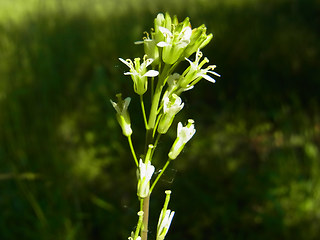 Arabis glabra