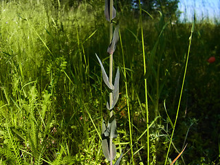 Arabis glabra