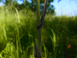 Arabis glabra