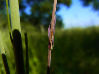 Arabis glabra