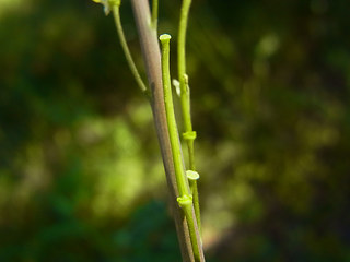 Arabis glabra