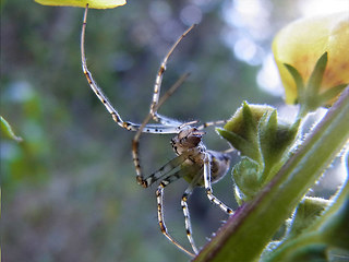 Arachnida 27