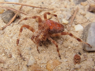 Arachnida 28