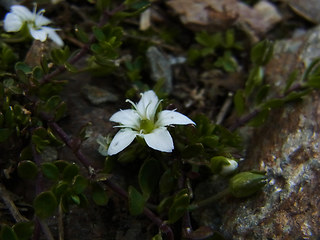 Arenaria biflora