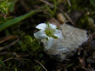 Arenaria biflora